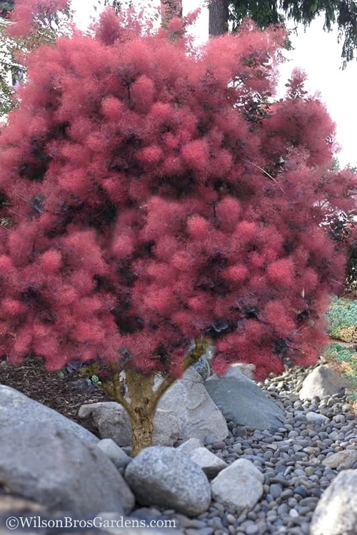 Royal Purple Smoke Tree (TREE FORM) - 5 Gallon Pot 7 Royal Purple Smoke Tree (TREE FORM) - 5 Gallon Pot - Image 5