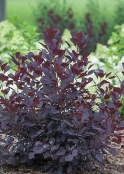 Winecraft Black Smokebush (Cotinus Coggygria) - 3 Gallon Pot -SHRUBS and BUSHES Store Smokebush Winecraft Black 1