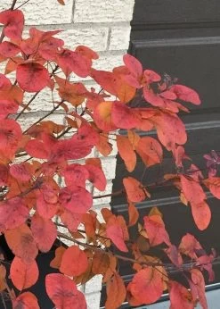 Winecraft Black Smokebush (Cotinus Coggygria) - 3 Gallon Pot -SHRUBS and BUSHES Store Smokebush Winecraft Black 5