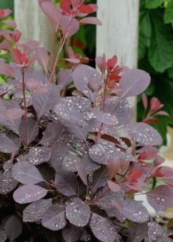 Winecraft Black Smokebush (Cotinus Coggygria) - 3 Gallon Pot -SHRUBS and BUSHES Store Smokebush Winecraft Black 6