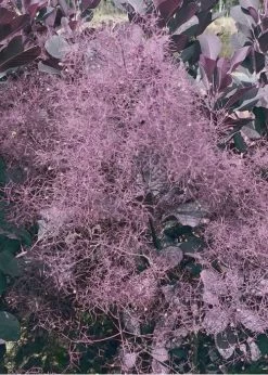 Winecraft Black Smokebush (Cotinus Coggygria) - 3 Gallon Pot -SHRUBS and BUSHES Store Smokebush Winecraft Black 9