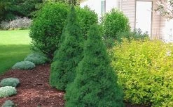 Dwarf Alberta Spruce - 5 Gallon Pot -SHRUBS and BUSHES Store Spruce Dwarf Alberta 2