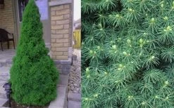 Dwarf Alberta Spruce - 5 Gallon Pot -SHRUBS and BUSHES Store Spruce Dwarf Alberta 4