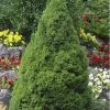Dwarf Alberta Spruce - 5 Gallon Pot 1 Dwarf Alberta Spruce - 5 Gallon Pot -SHRUBS and BUSHES Store Spruce Dwarf Alberta Picea 500x750 1