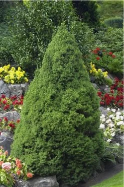 Dwarf Alberta Spruce - 5 Gallon Pot