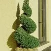 Spiral Dwarf Alberta Spruce Topiary - 2 Gallon Pot -SHRUBS and BUSHES Store Spruce Dwarf Alberta Spiral Topiary 500x750 3