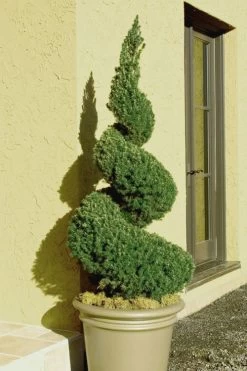 Spiral Dwarf Alberta Spruce Topiary - 2 Gallon Pot