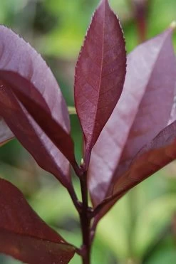Apricot Echo Tea Olive - Osmanthus Fragrans Aurantiacus - 1 Gallon Pot -SHRUBS and BUSHES Store Tea Olive Apricot Echo 4