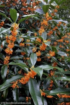 Fragrant Orange Tea Olive - Osmanthus Fragrans Aurantiacus - 1 Gallon Pot -SHRUBS and BUSHES Store Tea Olive Orange 102