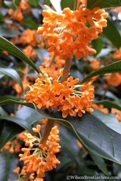 Fragrant Orange Tea Olive - Osmanthus Fragrans Aurantiacus - 1 Gallon Pot -SHRUBS and BUSHES Store Tea Olive Orange 104