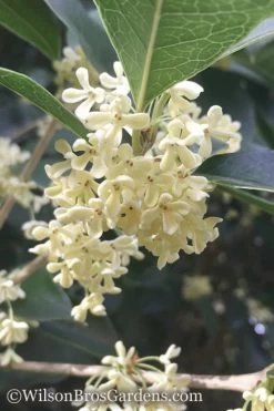 Fragrant White Tea Olive - 3 Gallon Pot