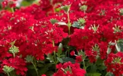 EnduraScape Red Verbena - 1 Gallon Pot 11 EnduraScape Red Verbena - 1 Gallon Pot -SHRUBS and BUSHES Store Verbena EnduraScape Red