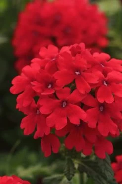 EnduraScape Red Verbena - 1 Gallon Pot 10 EnduraScape Red Verbena - 1 Gallon Pot -SHRUBS and BUSHES Store Verbena EnduraScape Red 7