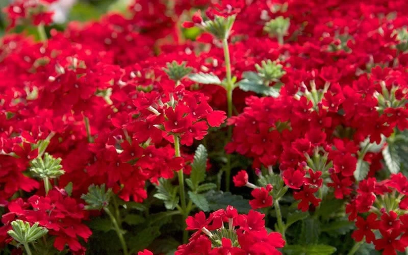EnduraScape Red Verbena - 1 Gallon Pot 7 EnduraScape Red Verbena - 1 Gallon Pot - Image 5