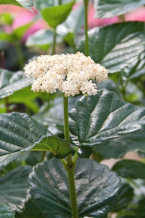 All That Glows Arrowwood Viburnum - 2 Gallon Pot 3 All That Glows Arrowwood Viburnum - 2 Gallon Pot