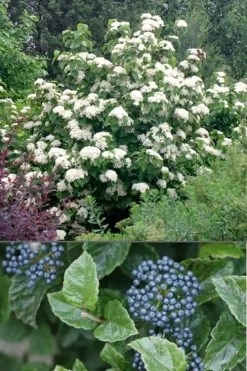 All That Glows Arrowwood Viburnum - 2 Gallon Pot 11 All That Glows Arrowwood Viburnum - 2 Gallon Pot -SHRUBS and BUSHES Store Viburnum All That Glows 4