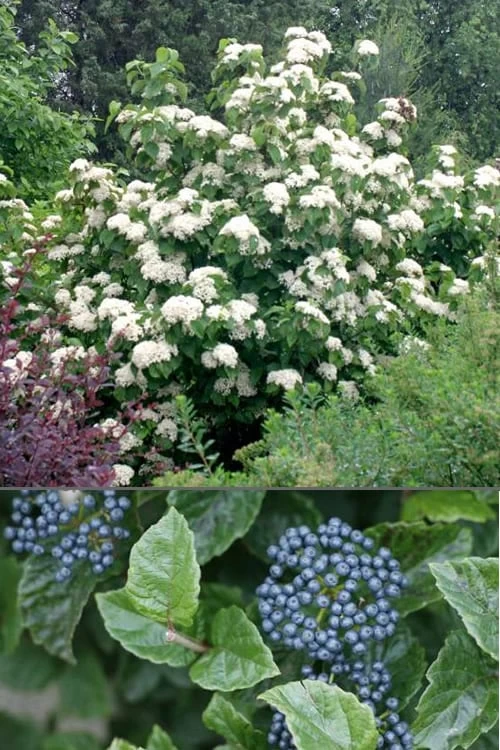 All That Glows Arrowwood Viburnum - 2 Gallon Pot 6 All That Glows Arrowwood Viburnum - 2 Gallon Pot - Image 4