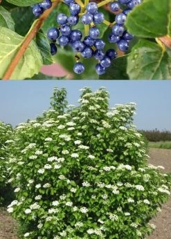 Chicago Luster Arrowwood Viburnum - 1 Gallon Pot 13 Chicago Luster Arrowwood Viburnum - 1 Gallon Pot -SHRUBS and BUSHES Store Viburnum Chicago Luster 3 1