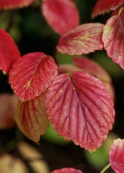Chicago Luster Arrowwood Viburnum - 3 Gallon Pot 15 Chicago Luster Arrowwood Viburnum - 3 Gallon Pot -SHRUBS and BUSHES Store Viburnum Chicago Luster 4