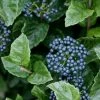 Chicago Luster Arrowwood Viburnum - 1 Gallon Pot -SHRUBS and BUSHES Store Viburnum Chicago Luster 5 2