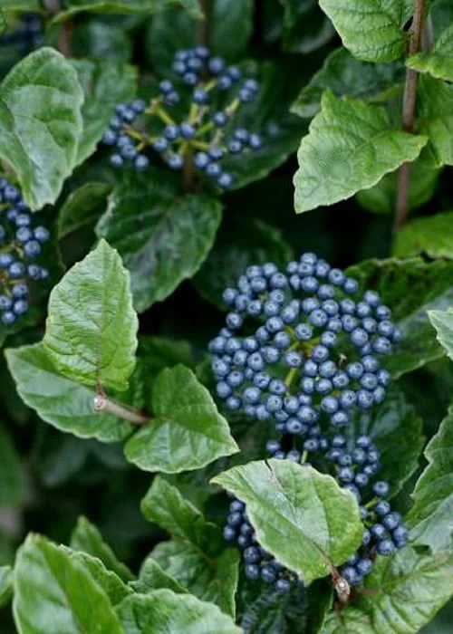 Chicago Luster Arrowwood Viburnum - 1 Gallon Pot 3 Chicago Luster Arrowwood Viburnum - 1 Gallon Pot