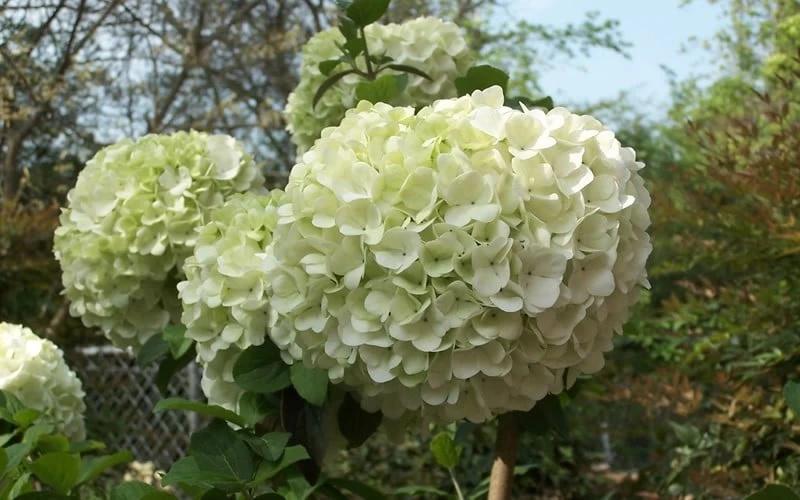 Chinese Snowball Viburnum Bush - 7 Gallon Pot (2-3') 7 Chinese Snowball Viburnum Bush - 7 Gallon Pot (2-3') - Image 5