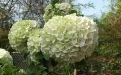 Chinese Snowball Viburnum Bush - 3 Gallon Pot 14 Chinese Snowball Viburnum Bush - 3 Gallon Pot -SHRUBS and BUSHES Store Viburnum Chinese Snowball Bloom Green
