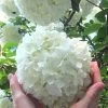 Chinese Snowball Viburnum Bush - 3 Gallon Pot -SHRUBS and BUSHES Store Viburnum Chinese Snowball Rev 500x750 1