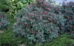 Dwarf Evergreen Snowball Viburnum 'Conoy' - 3 Gallon Pot 14 Dwarf Evergreen Snowball Viburnum 'Conoy' - 3 Gallon Pot -SHRUBS and BUSHES Store Viburnum Conoy 2