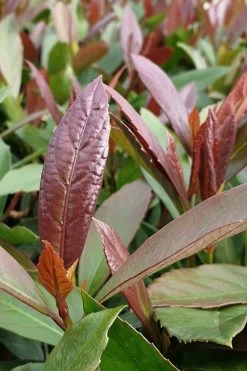 Coppertop Sweet Viburnum - 2 Gallon Pot -SHRUBS and BUSHES Store Viburnum Coppertop 3 1