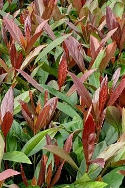 Coppertop Sweet Viburnum - 3 Gallon Pot
