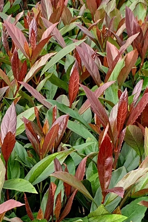 Coppertop Sweet Viburnum - 3 Gallon Pot 3 Coppertop Sweet Viburnum - 3 Gallon Pot