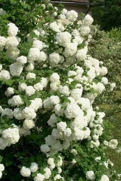 European Snowball Viburnum Bush - 3 Gallon Pot -SHRUBS and BUSHES Store Viburnum European Snowball 1