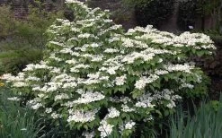 Mariesii Doublefile Viburnum - 2.5 Gallon Pot -SHRUBS and BUSHES Store Viburnum Mariesii 1