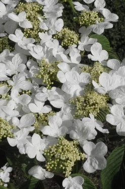 Mariesii Doublefile Viburnum - 2.5 Gallon Pot -SHRUBS and BUSHES Store Viburnum Mariesii 2
