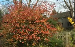 Fragrant Mohawk Viburnum Burkwoodi - 1 Gallon Pot -SHRUBS and BUSHES Store Viburnum Mohawk 10