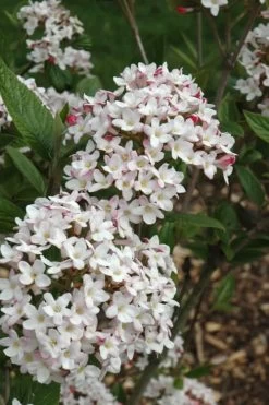 Fragrant Mohawk Viburnum Burkwoodi - 1 Gallon Pot -SHRUBS and BUSHES Store Viburnum Mohawk 4