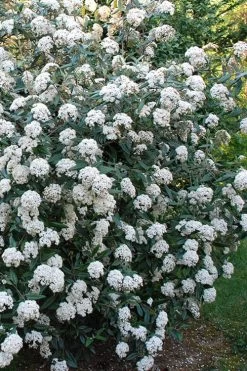 Fragrant Mohawk Viburnum Burkwoodi - 1 Gallon Pot -SHRUBS and BUSHES Store Viburnum Mohawk 5