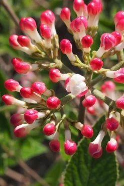 Fragrant Mohawk Viburnum Burkwoodi - 1 Gallon Pot -SHRUBS and BUSHES Store Viburnum Mohawk 6