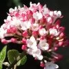 Fragrant Mohawk Viburnum Burkwoodi - 1 Gallon Pot 2 Fragrant Mohawk Viburnum Burkwoodi - 1 Gallon Pot -SHRUBS and BUSHES Store Viburnum Mohawk 8