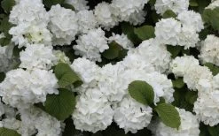 Popcorn Snowball Viburnum Bush - 1 Gallon Pot -SHRUBS and BUSHES Store Viburnum Popcorn 1