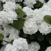 Popcorn Snowball Viburnum Bush - 3 Gallon Pot -SHRUBS and BUSHES Store Viburnum Popcorn 1 500x750 2