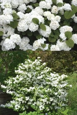 Popcorn Snowball Viburnum Bush - 3 Gallon Pot -SHRUBS and BUSHES Store Viburnum Popcorn 2 500x750 2