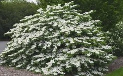 Shasta Doublefile Viburnum - 2 Gallon Pot 12 Shasta Doublefile Viburnum - 2 Gallon Pot -SHRUBS and BUSHES Store Viburnum Shasta 5 3