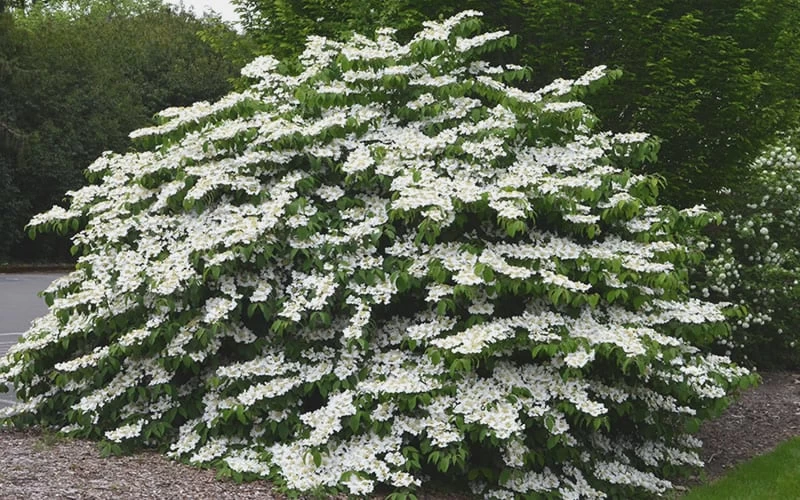 Shasta Doublefile Viburnum - 3 Gallon Pot 6 Shasta Doublefile Viburnum - 3 Gallon Pot - Image 4