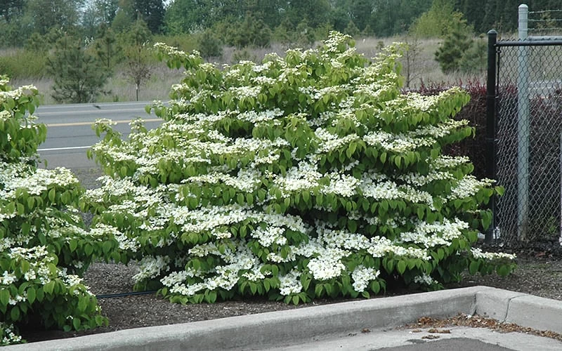 Shasta Doublefile Viburnum - 6 Pack Of 1 Gallon Pots 7 Shasta Doublefile Viburnum - 6 Pack Of 1 Gallon Pots - Image 5