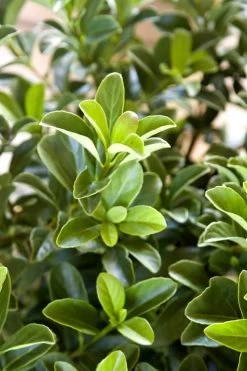 Sugar Cookie Sweet Viburnum - 3 Gallon Pot -SHRUBS and BUSHES Store Viburnum Sugar Cookie 2