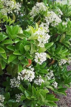 Sugar Cookie Sweet Viburnum - 3 Gallon Pot -SHRUBS and BUSHES Store Viburnum Sugar Cookie 3