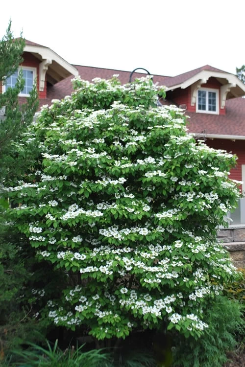 Summer Snowflake Viburnum - 1 Gallon Pot 10 Summer Snowflake Viburnum - 1 Gallon Pot - Image 8