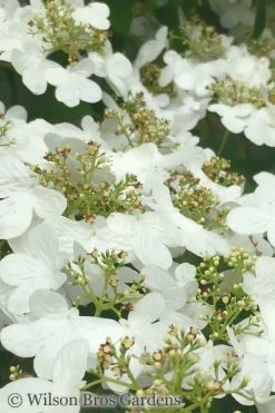 Summer Snowflake Viburnum - 6 Pack Of 1 Gallon Pots 14 Summer Snowflake Viburnum - 6 Pack Of 1 Gallon Pots -SHRUBS and BUSHES Store Viburnum Summer Snowflake 31 1